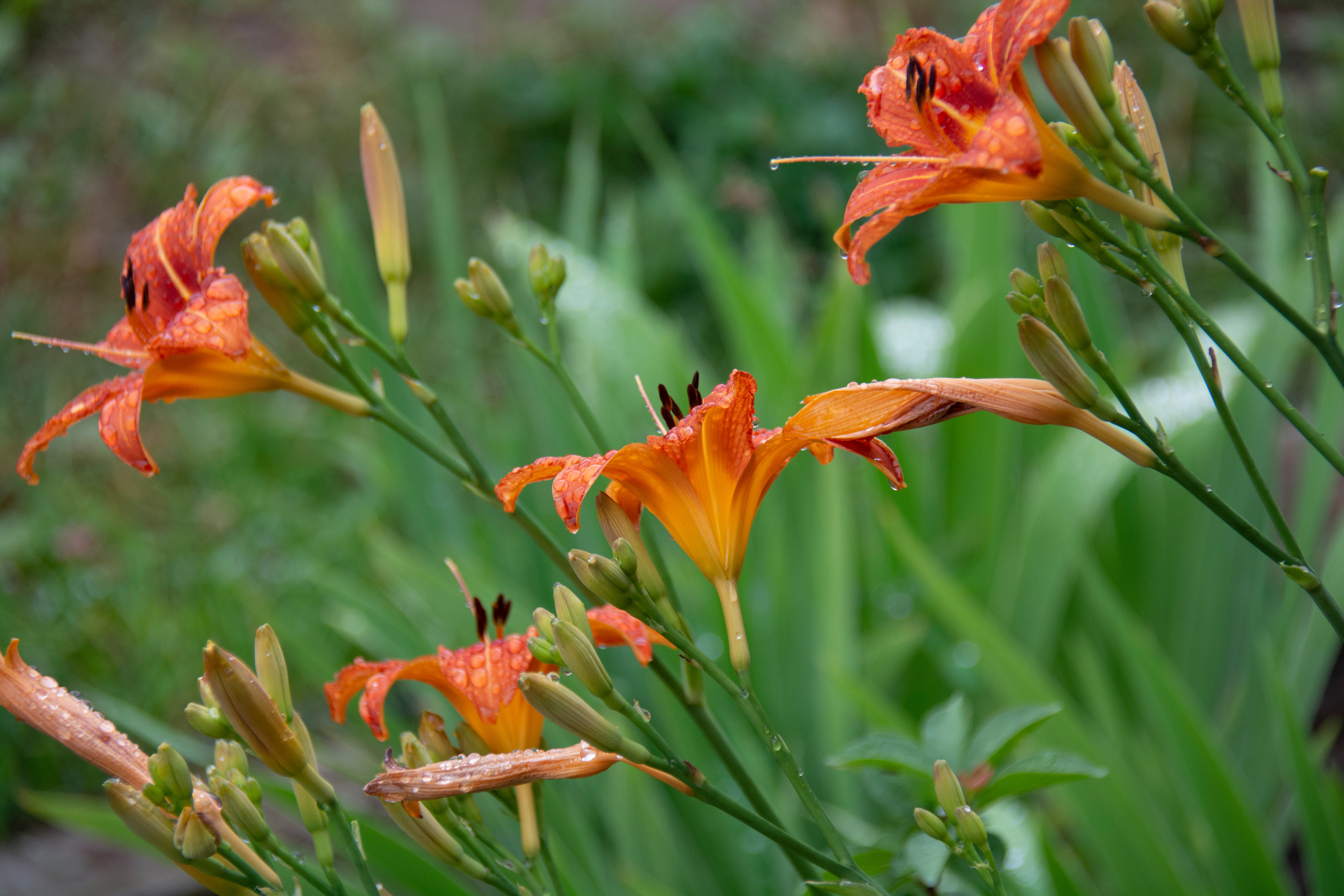 Orange Lilies