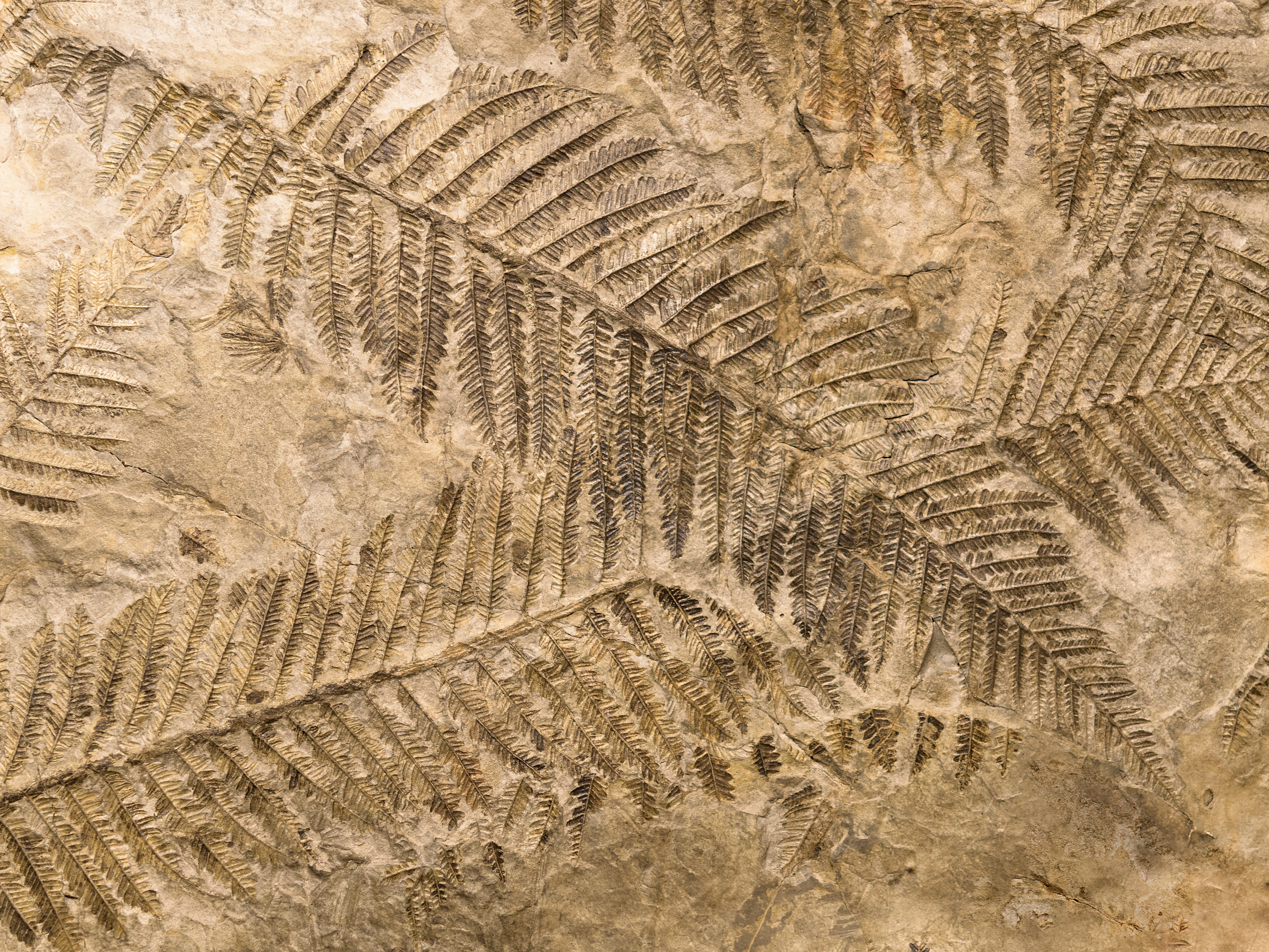 Fossil