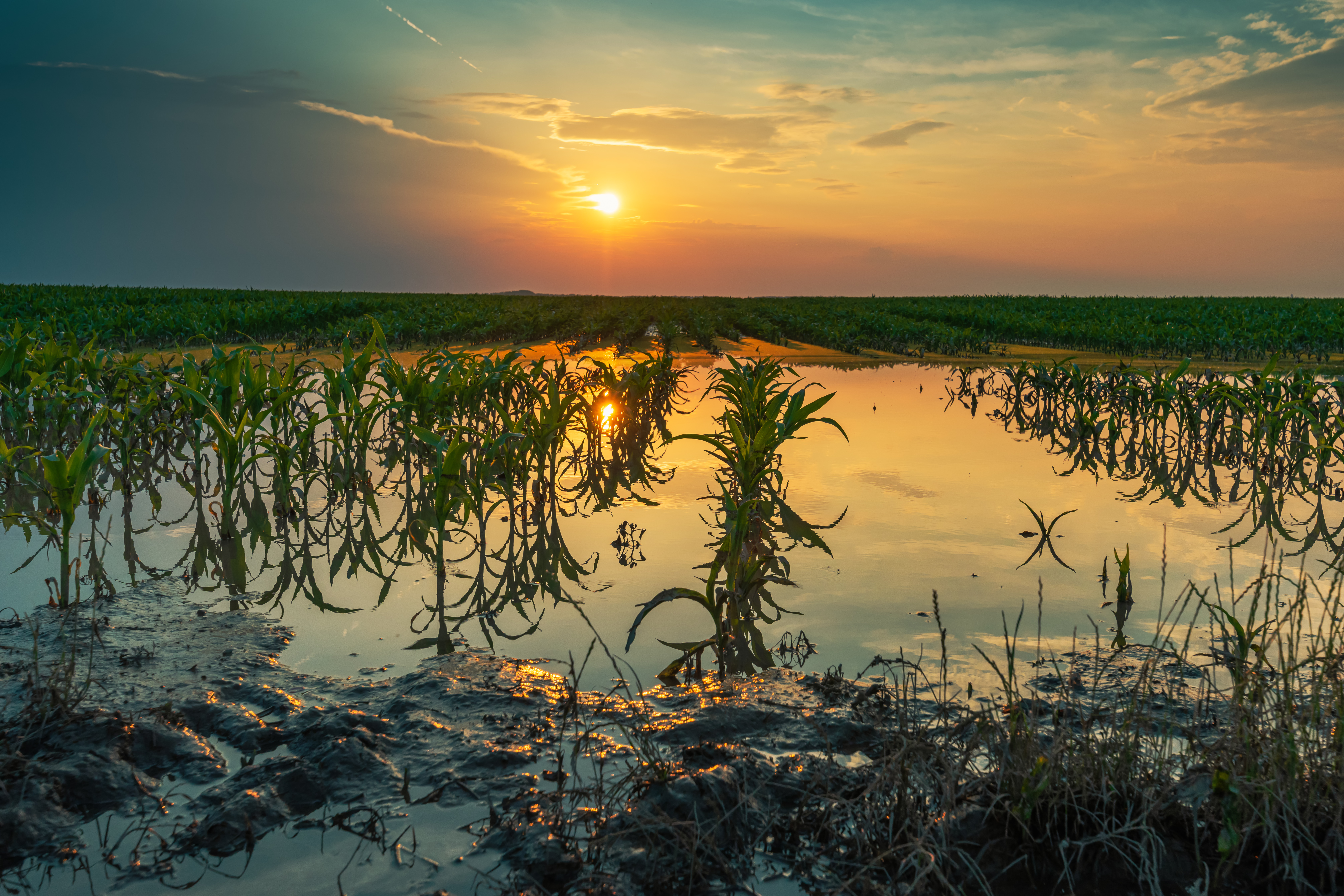 Flooded Field