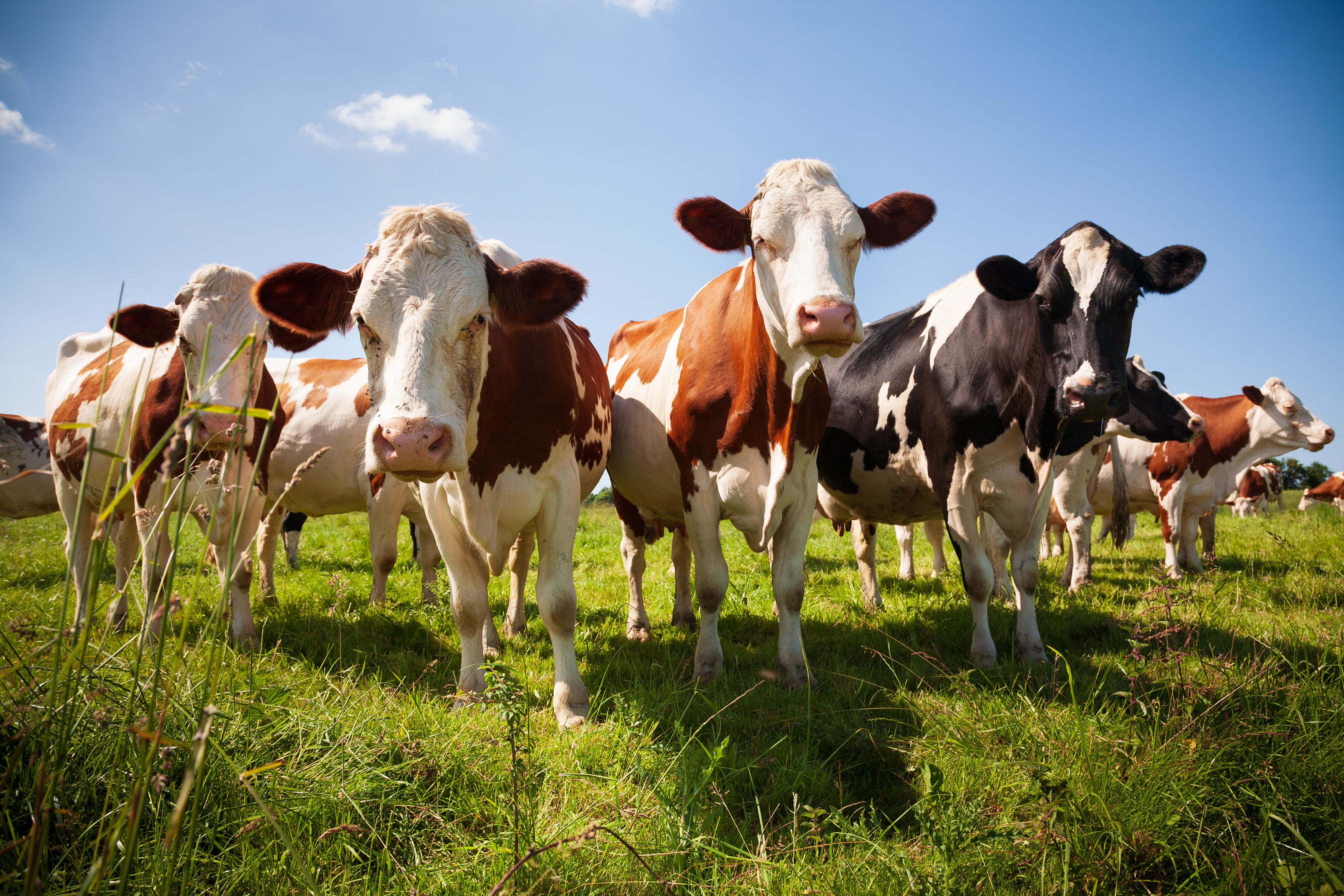 Cows