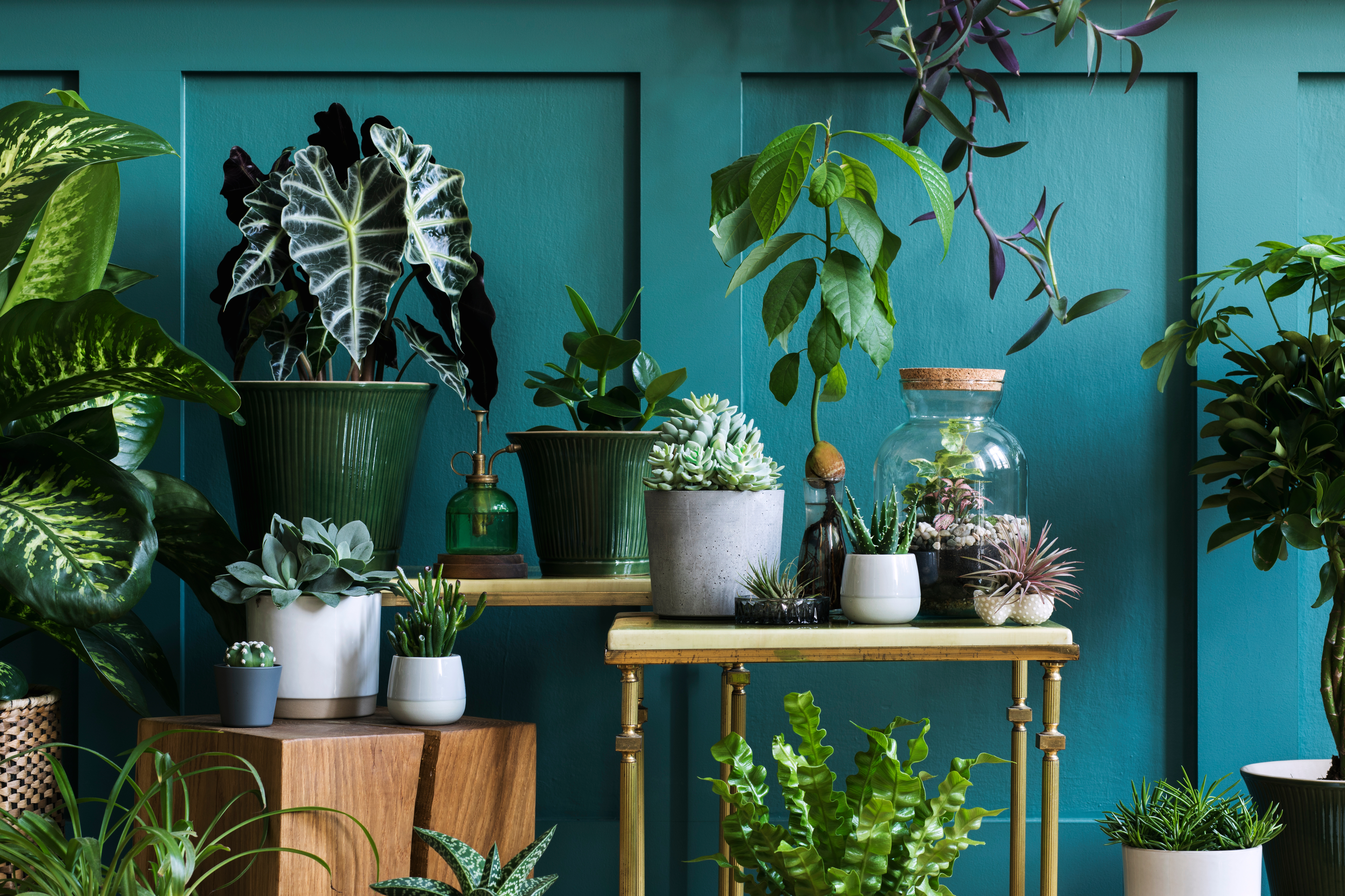Plants