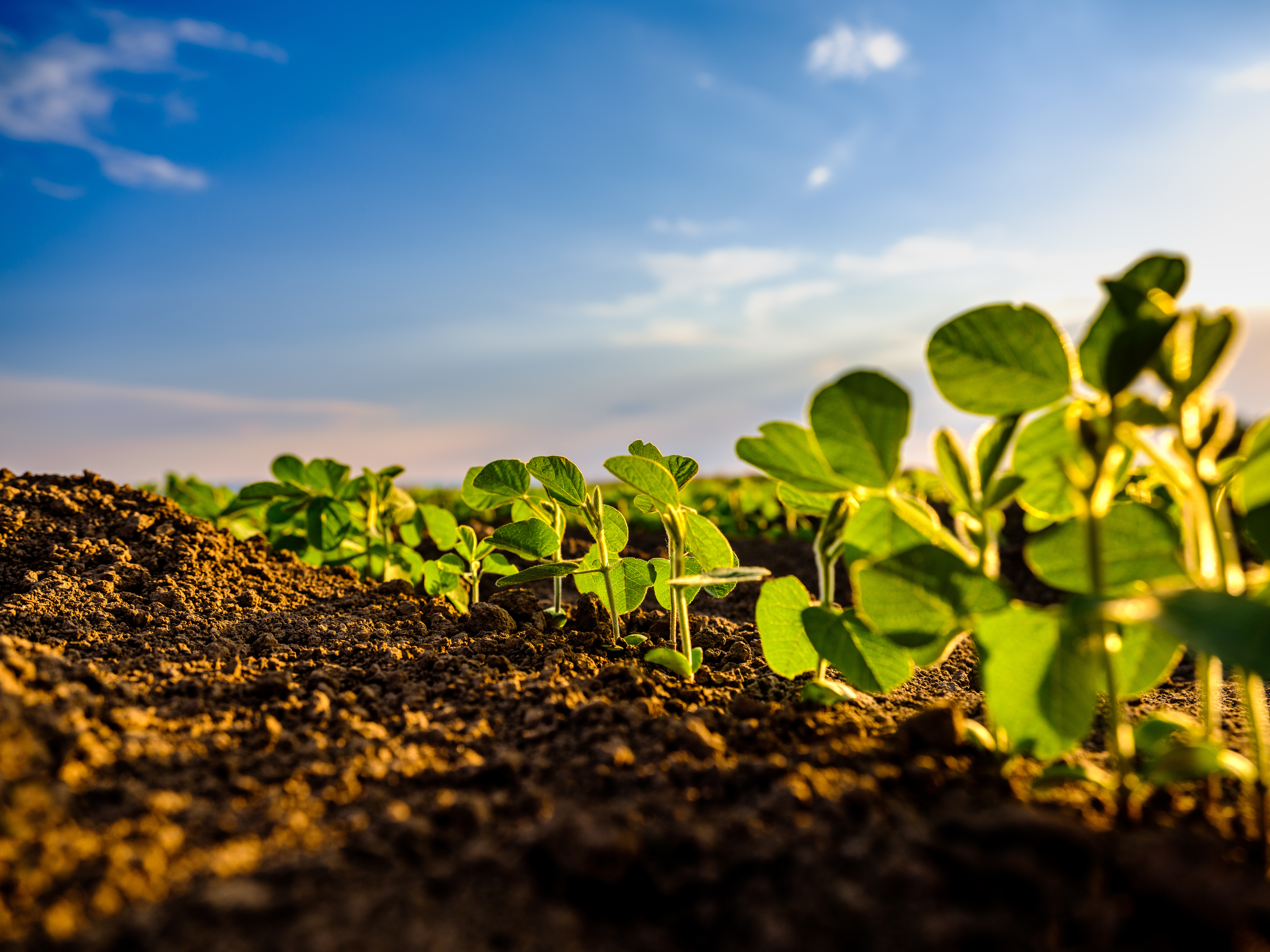 Green Soybean Plant