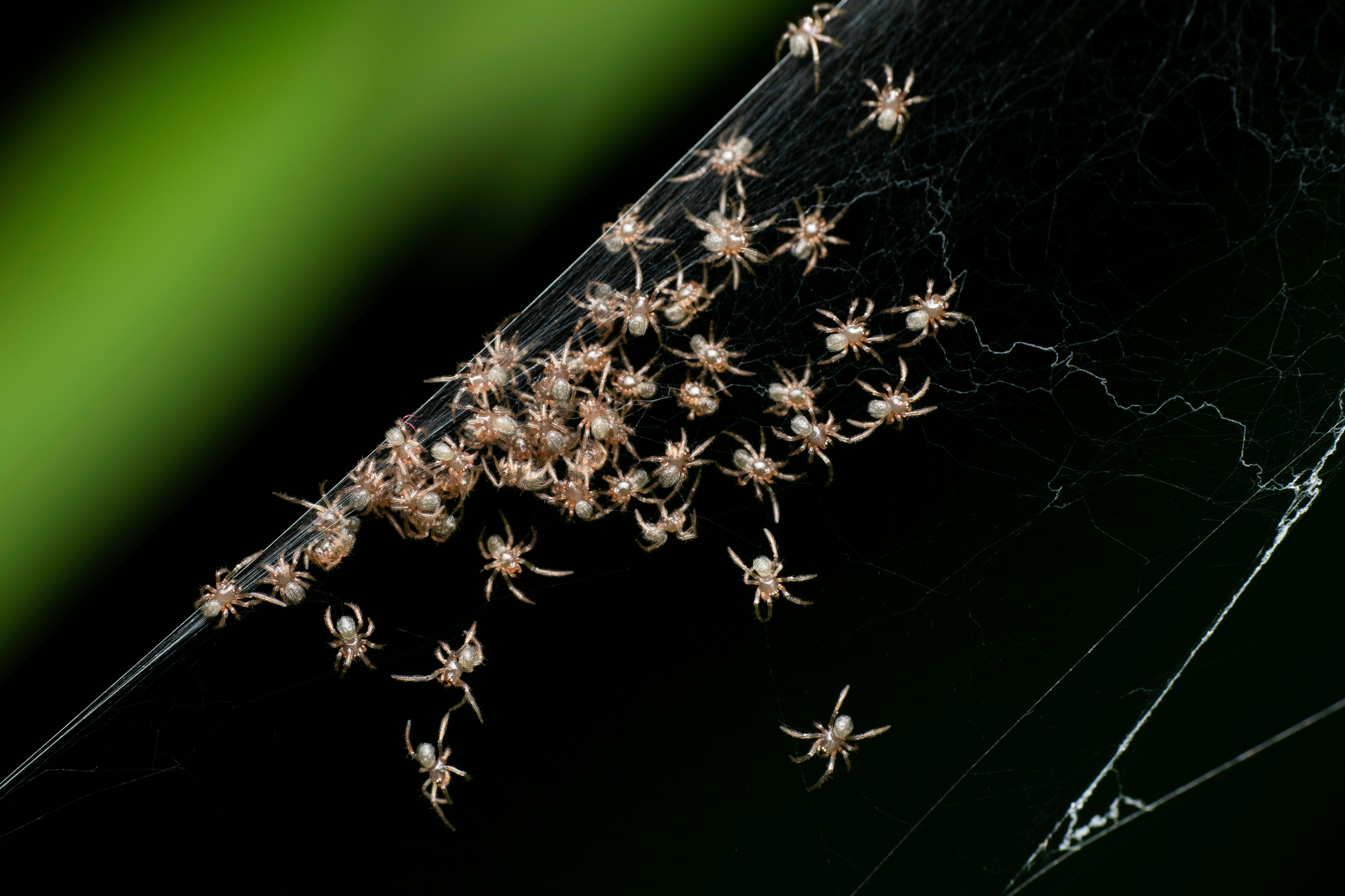 Spiders