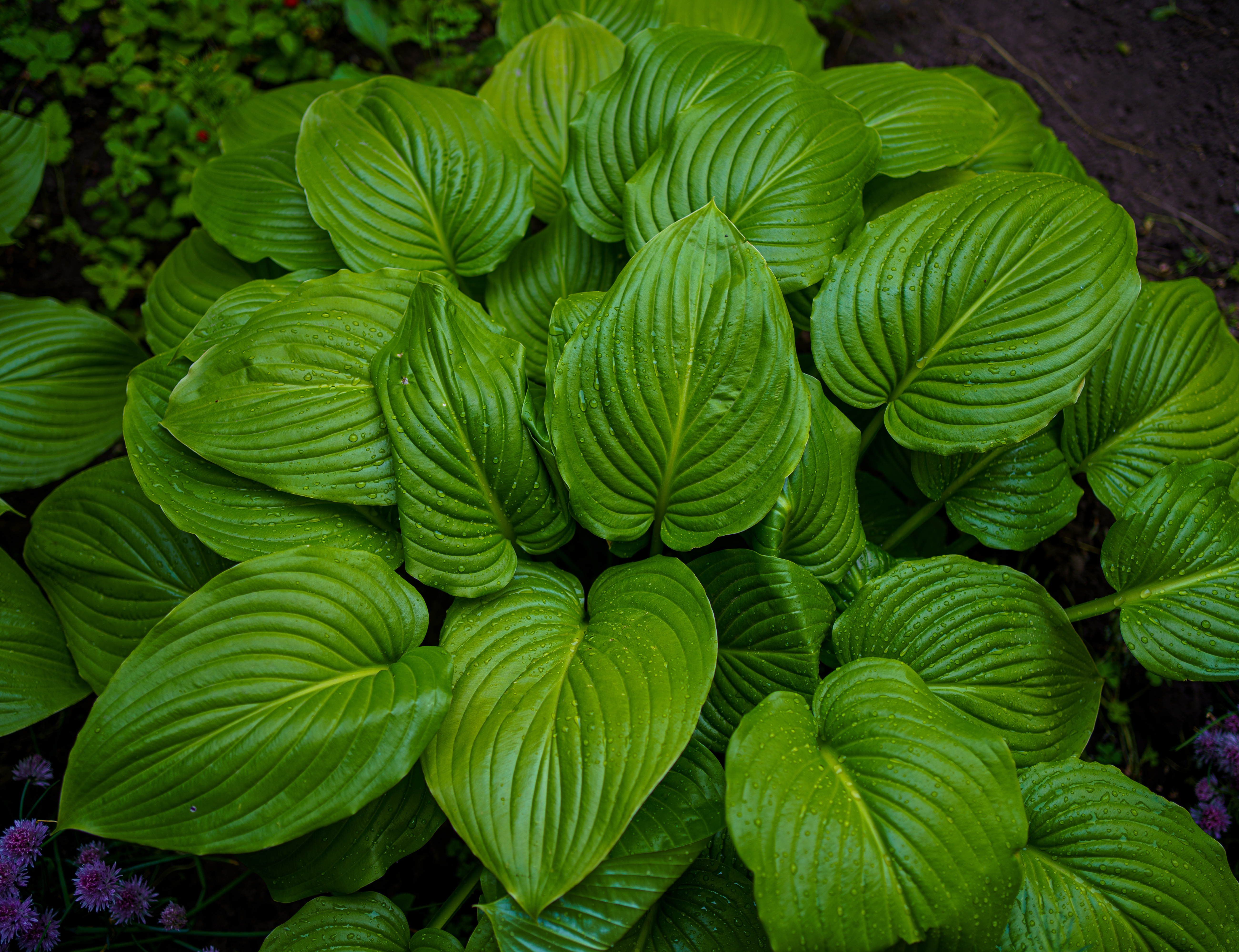 Perennial plant in the shade. 