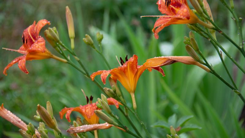 Orange Lilies