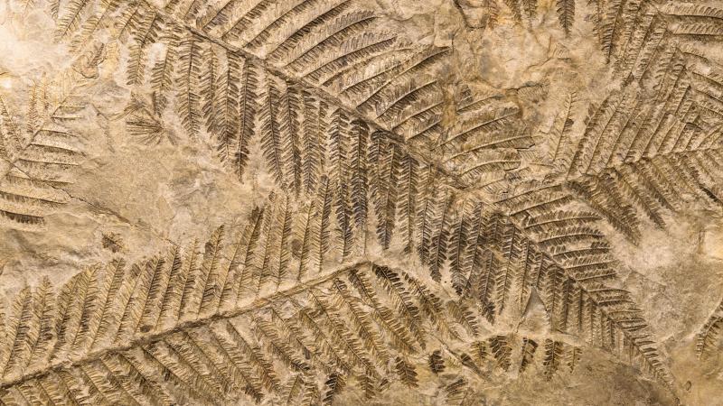Fossil